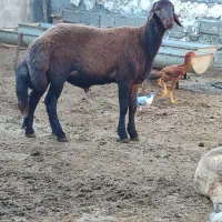 گوسفند نر  مخصوص تخمی کاربلد درجه یک نژاد بروجردی|حیوانات مزرعه|قائم‌شهر, |دیوار