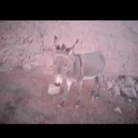 7تومان الاغ تازه سواری و باری و گله ای|حیوانات مزرعه|نصر آباد, |دیوار