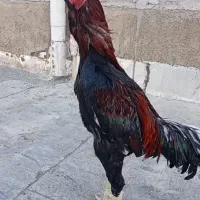 لاری