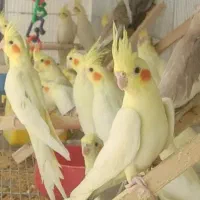 جوجه عروس هلندی سرلاکی