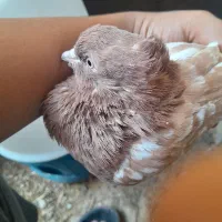 کبوتر سینه ای