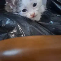 ۲ عدد گربه ۲ ماهه واگذاری رایگان|گربه|شهریار, شهریار|دیوار