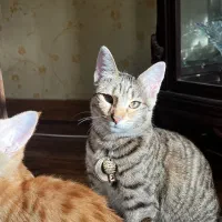 گربه خونگی|گربه|کرج, فاز ۳ گوهردشت|دیوار