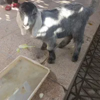 بزغاله ۲ماهه|حیوانات مزرعه|قوچان, |دیوار