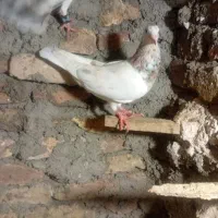 کبوتر ماده سار