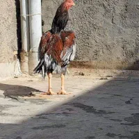 خروس ۷دانگ میکس ترک وافغان ۱۱ماهه ۰