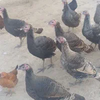 4تا نر 6تا ماده