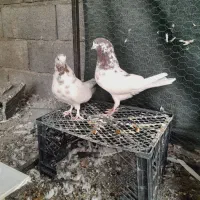 کفتر|پرنده|قم, علی آباد سعدگان|دیوار