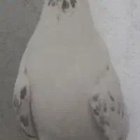 کبوتر