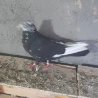 کبوتر رنگی وپرشی