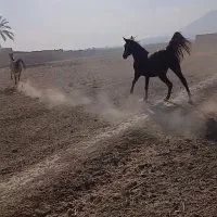 مادیون کرند سر دم گیر