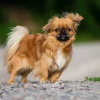 یک سگ پاکوتا پیدا شد