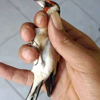 سهره نر|پرنده|قرچک, باقرآباد|دیوار