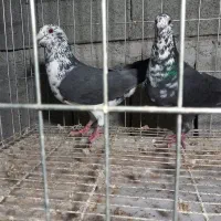 جفت نرماده کشکشی سیاه|پرنده|وحدتیه, |دیوار