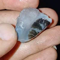 شجر قیمت باور نکردنی|جواهرات|تهران, بوستان چیتگر|دیوار