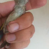 دوعدد سهره دورگ کرمونی|پرنده|کرمانشاه, |دیوار