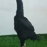 اوشامو المانی