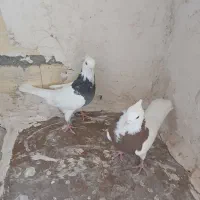 دوعدد طوقی فروشی|پرنده|چناران, |دیوار
