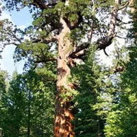 خریدچوب وریشه در حیاط باغ|خدمات باغبانی و درختکاری|ارومیه, |دیوار