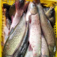 ماهی فروشی ارس