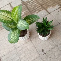 گل برای روز همسر