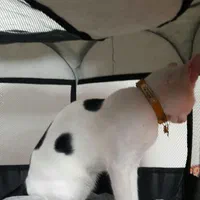 واگذاری گربه یک سال و هشت ماهه|گربه|نوشهر, |دیوار