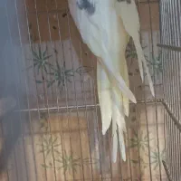 فروش ۴تا عروس هلندی دوکت