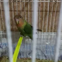 طوطی برزیلی