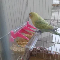 طوطی برزیلی ماده