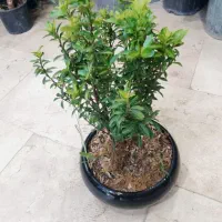 گل و گیاه|گل و گیاه طبیعی|قدس, شهرقدس|دیوار