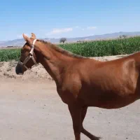 کره مادیان عرب ۲ساله