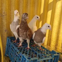 کبوتر جوانه سره طوقی وشقشقی