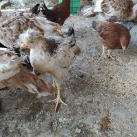 جوجه. فریک|حیوانات مزرعه|ساوه, |دیوار