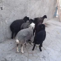 بره بره