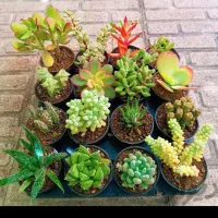 کارگر برای باغ