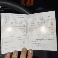 سگ ماده شیتزو|سگ|خرم‌آباد, |دیوار