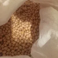 نخود پاییزه کرند