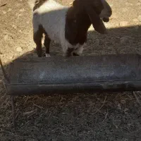 بزغاله ی نروچبش پاکستانی