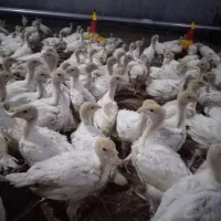 جوجه بوقلمون