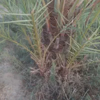 فروش نهال(پاجوش)قصب|گل و گیاه طبیعی|افزر, |دیوار