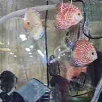 دیسکس درشت و خوشرنگ قیمت مناسب