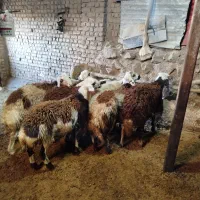 بره قورچ تخمی|حیوانات مزرعه|بروجرد, |دیوار