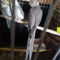 فروش عروس هلندی دو ماه