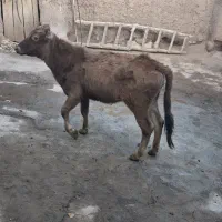 گوساله های محلی چاق