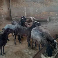گوسفند جوان شیشک