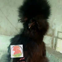 جوجه مرغ 1 روزه ( ابریشمی ، آیام سمانی )|حیوانات مزرعه|مشهد, کوی دروی|دیوار