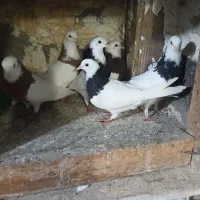 کلفه|پرنده|اردبیل, |دیوار