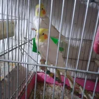 یه جفت هلندی|پرنده|قلعه نو, |دیوار