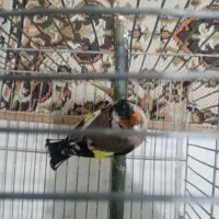 ماده سیره 3ساله جفتی