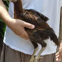 جوجه خروس لاری اصیل ( عکسها قدیمی هستن )|حیوانات مزرعه|ساری, |دیوار